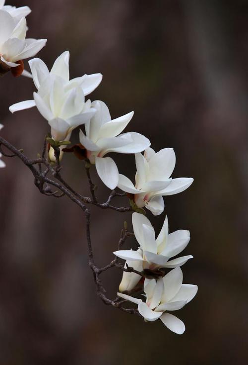 玉兰花花语_玉兰花花语及象征意义