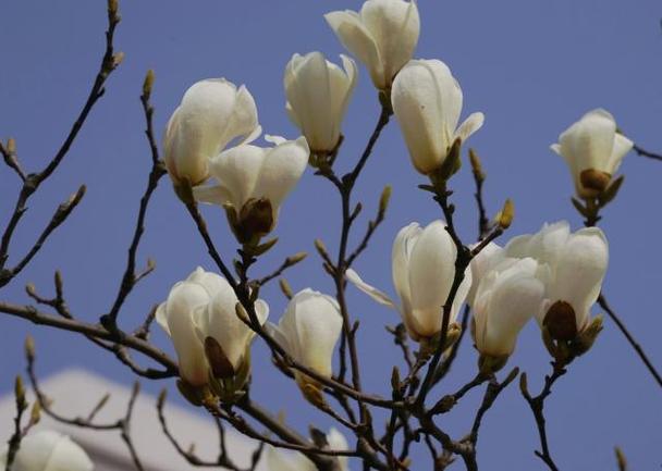 玉兰花花语_玉兰花花语及象征意义