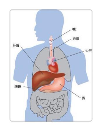 肝脏位置图_肝脏位置图片 结构图