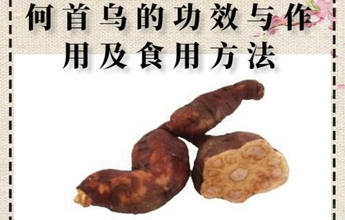 何首乌的食用方法_何首乌的食用方法及功效