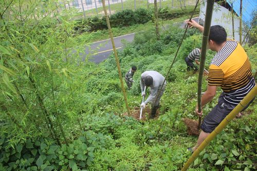 毛竹种植_毛竹种植技术