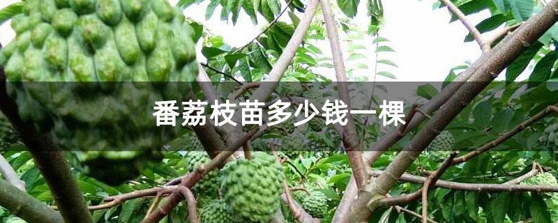 番荔枝价格_番荔枝苗多少钱一棵