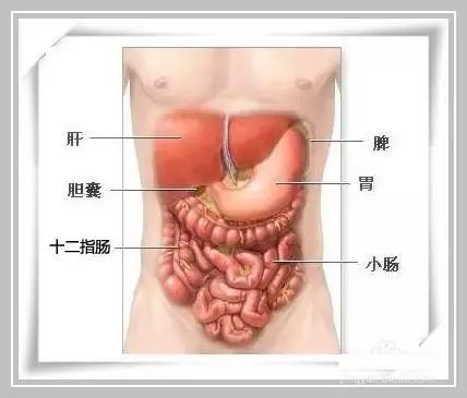 人体分泌胆汁的器官是_