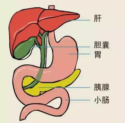 人体分泌胆汁的器官是_