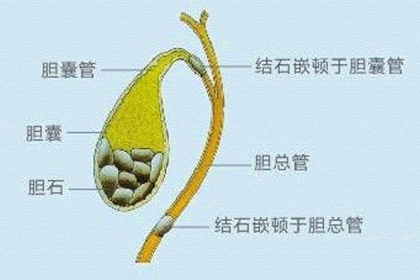 人体分泌胆汁的器官是_