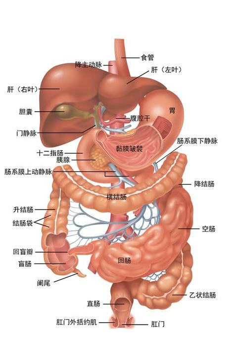 胰腺疼痛位置图片_胰腺疼痛位置图片 位置图