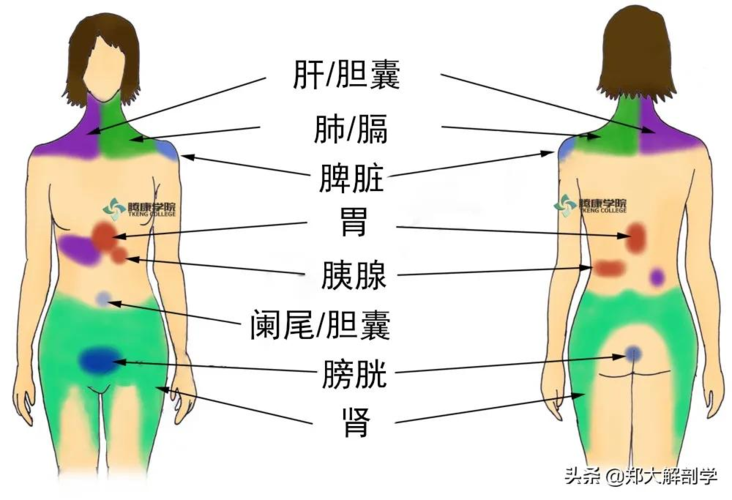 胰腺疼痛位置图片_胰腺疼痛位置图片 位置图