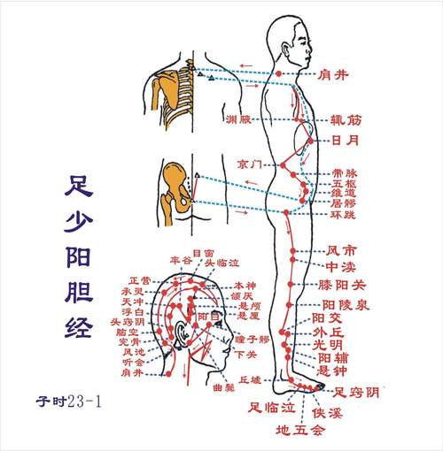 胆经经络图_胆经经络图走向