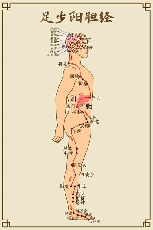 胆经经络图_胆经经络图走向