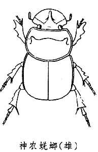蜣螂图片_蜣螂图片 简笔画