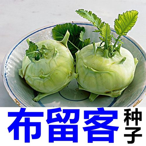 芜菁甘蓝_芜菁甘蓝的功效与作用