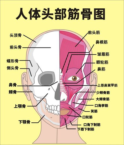 头部结构图_头部结构图解大全