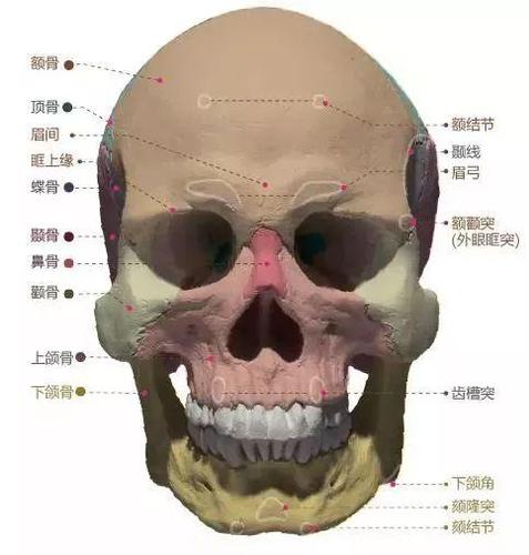 头部结构图_头部结构图解大全