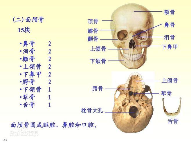 头部结构图_头部结构图解大全