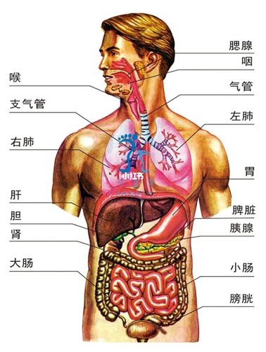 人体器官分布图简图_人体器官分布图简图手绘