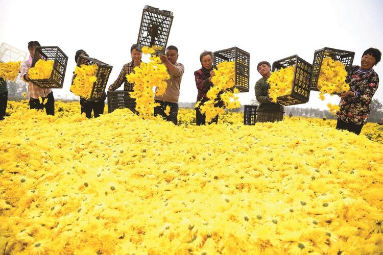 药材种植基地_亳州药材种植基地