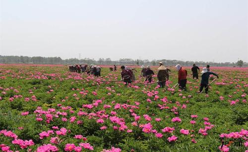 药材种植基地_亳州药材种植基地