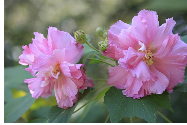 芙蓉花几月开_芙蓉花几月开花