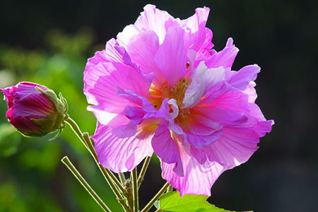 芙蓉花几月开_芙蓉花几月开花