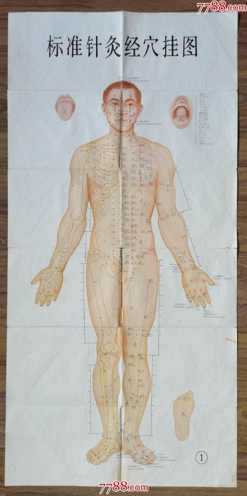 针灸穴位挂图_针灸挂图高清