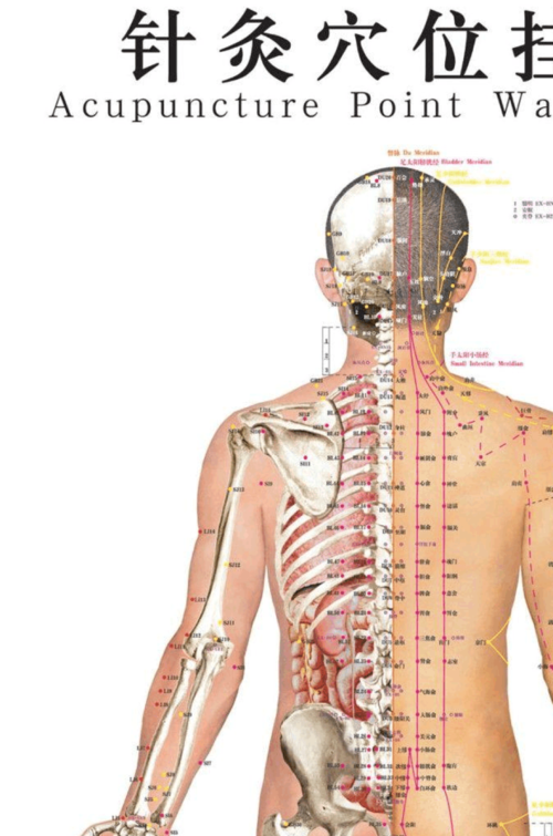 针灸穴位挂图_针灸挂图高清