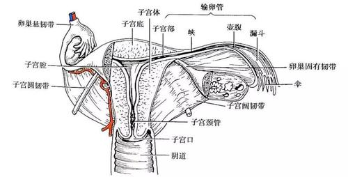 阴道歉是哪个部位_