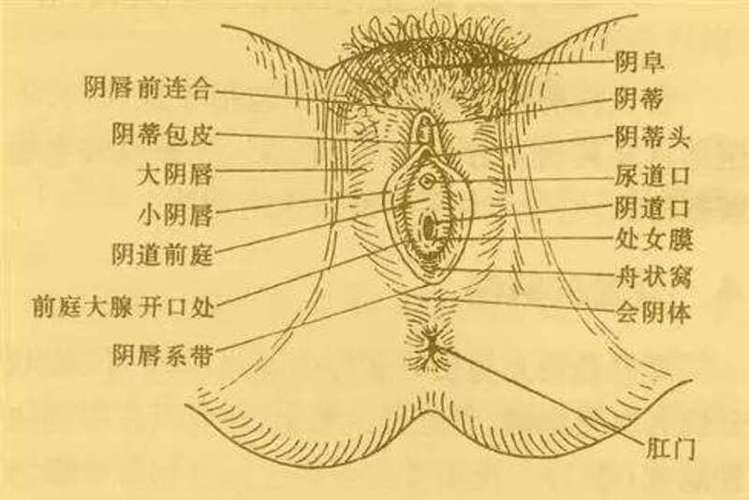 阴道歉是哪个部位_