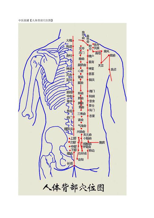 背部经络图_背部经络图解大全