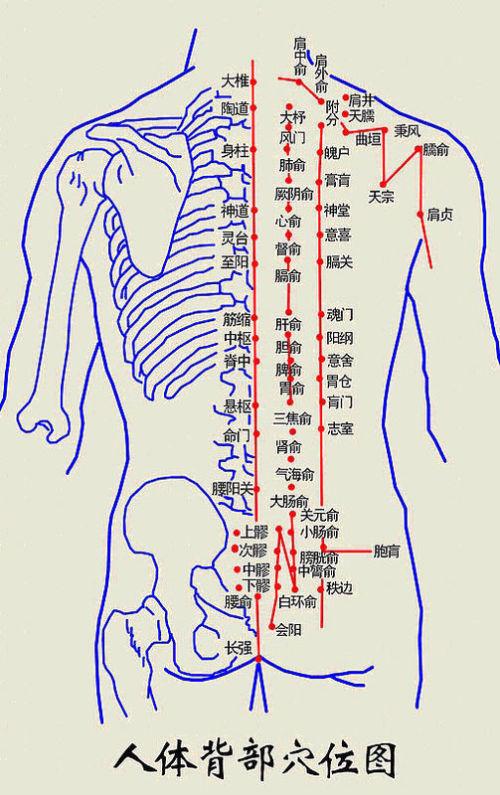 背部经络图_背部经络图解大全