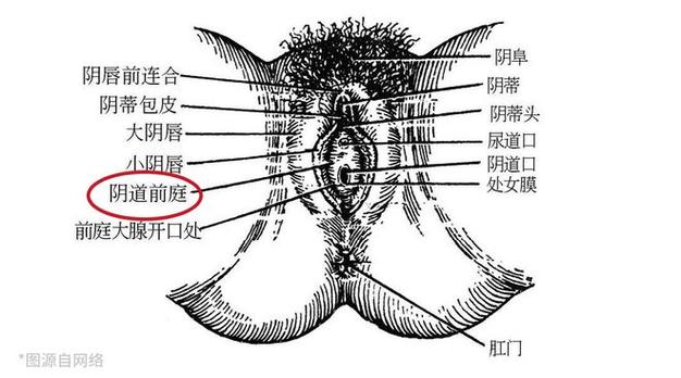 女性尿道口_女性尿道口小便刺痛什么原因