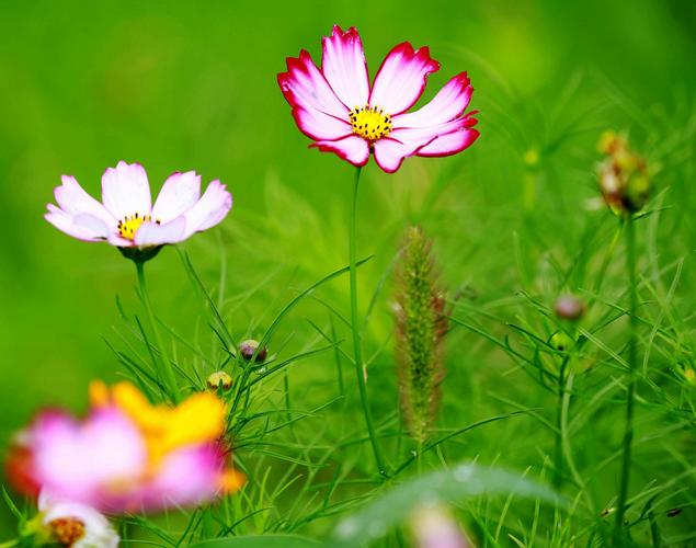 花开四季_花开四季下一句接什么