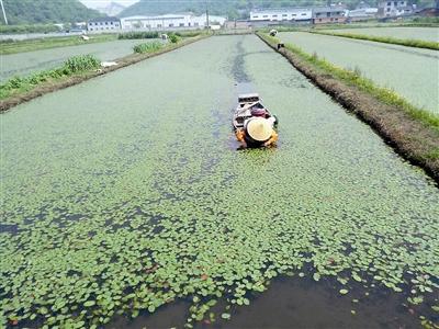 莼菜价格的简单介绍