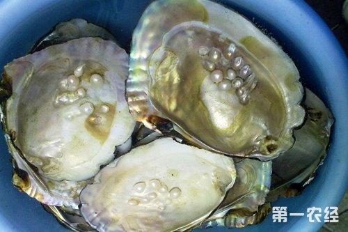 河蚌吃什么_河蚌吃什么食物能长出珍珠